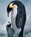 penquins