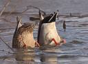 puddleducks